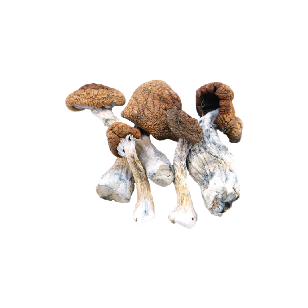 DRY SHROOMS | CHOKO