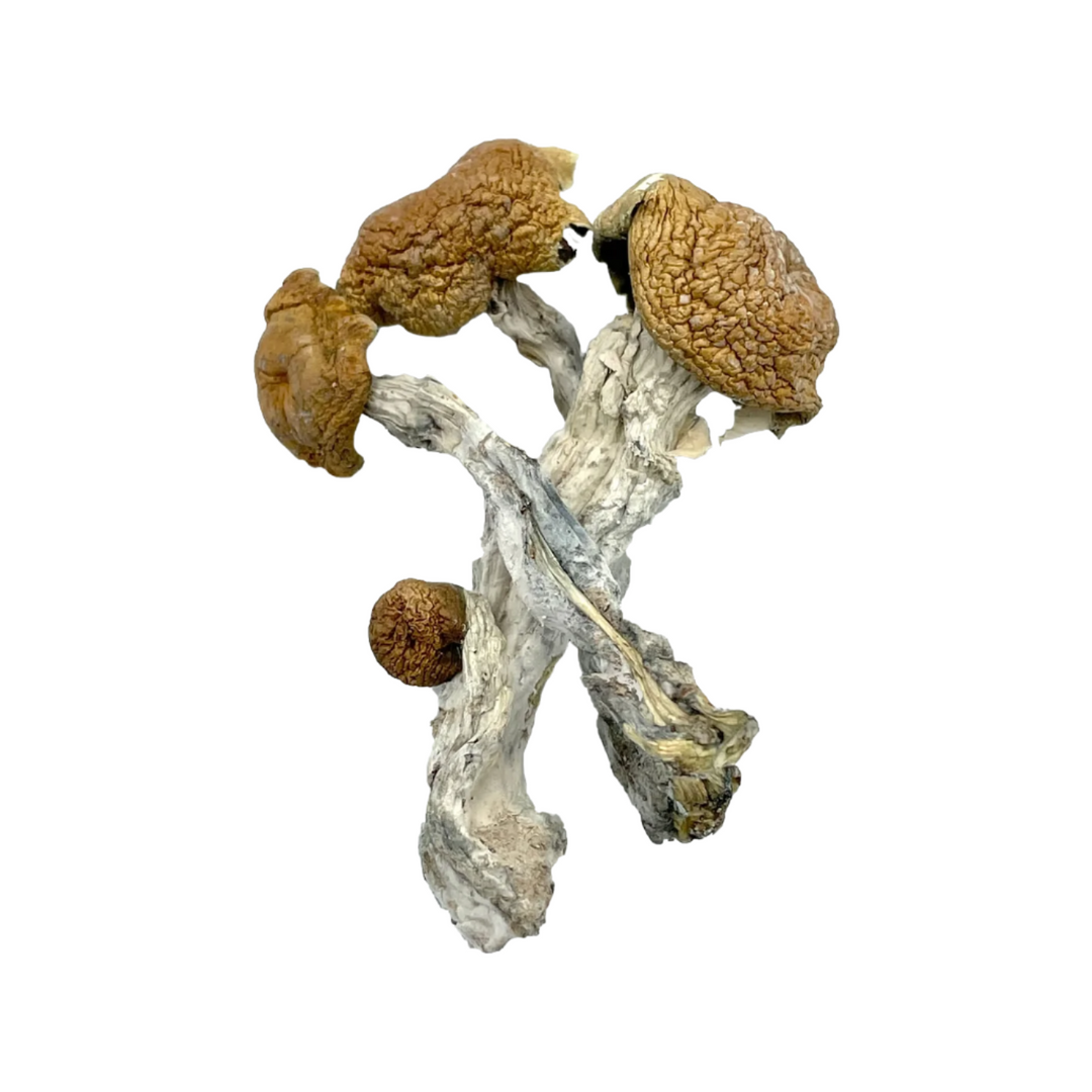 DRY SHROOMS | MACHINE ELF