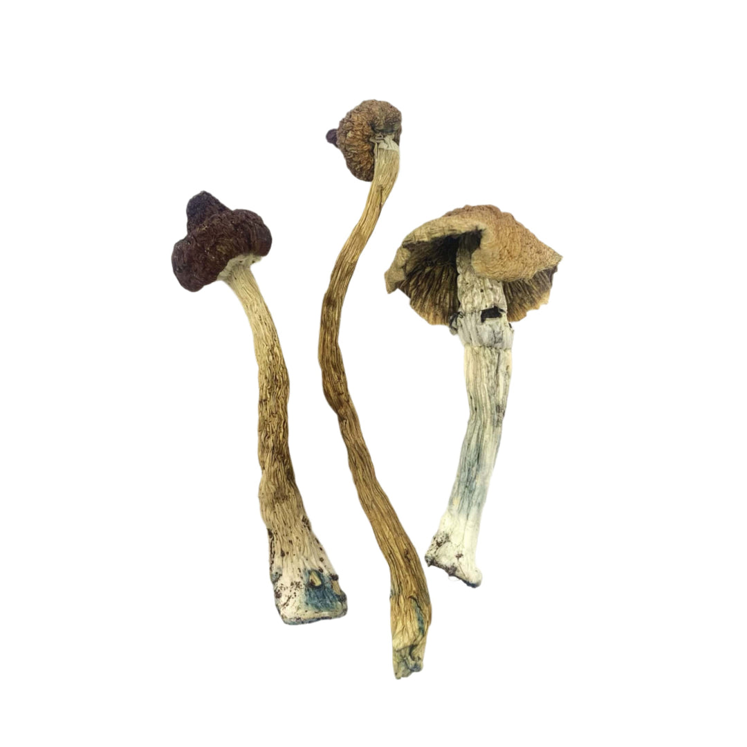 DRY SHROOMS | AFRICAN TRANSKEI