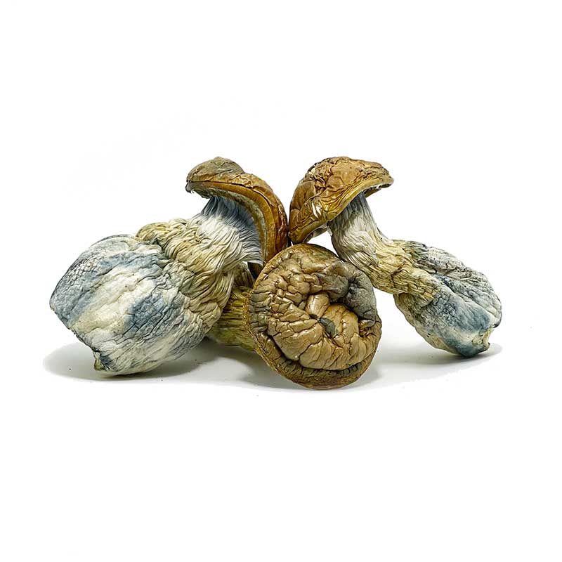 DRY SHROOMS | GREAT NOTHERN WHITE